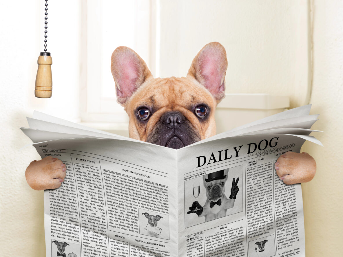 Dog on toilet reading a newspaper